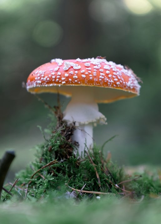 Close-up of a red and white fly agaric mushroom growing in green forest moss.