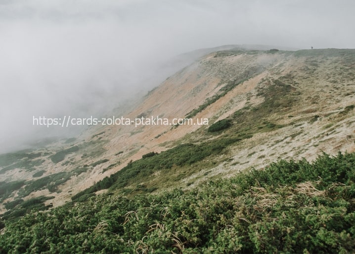 Fog rolling over a wild Carpathian mountain ridge with green alpine shrubs in the foreground