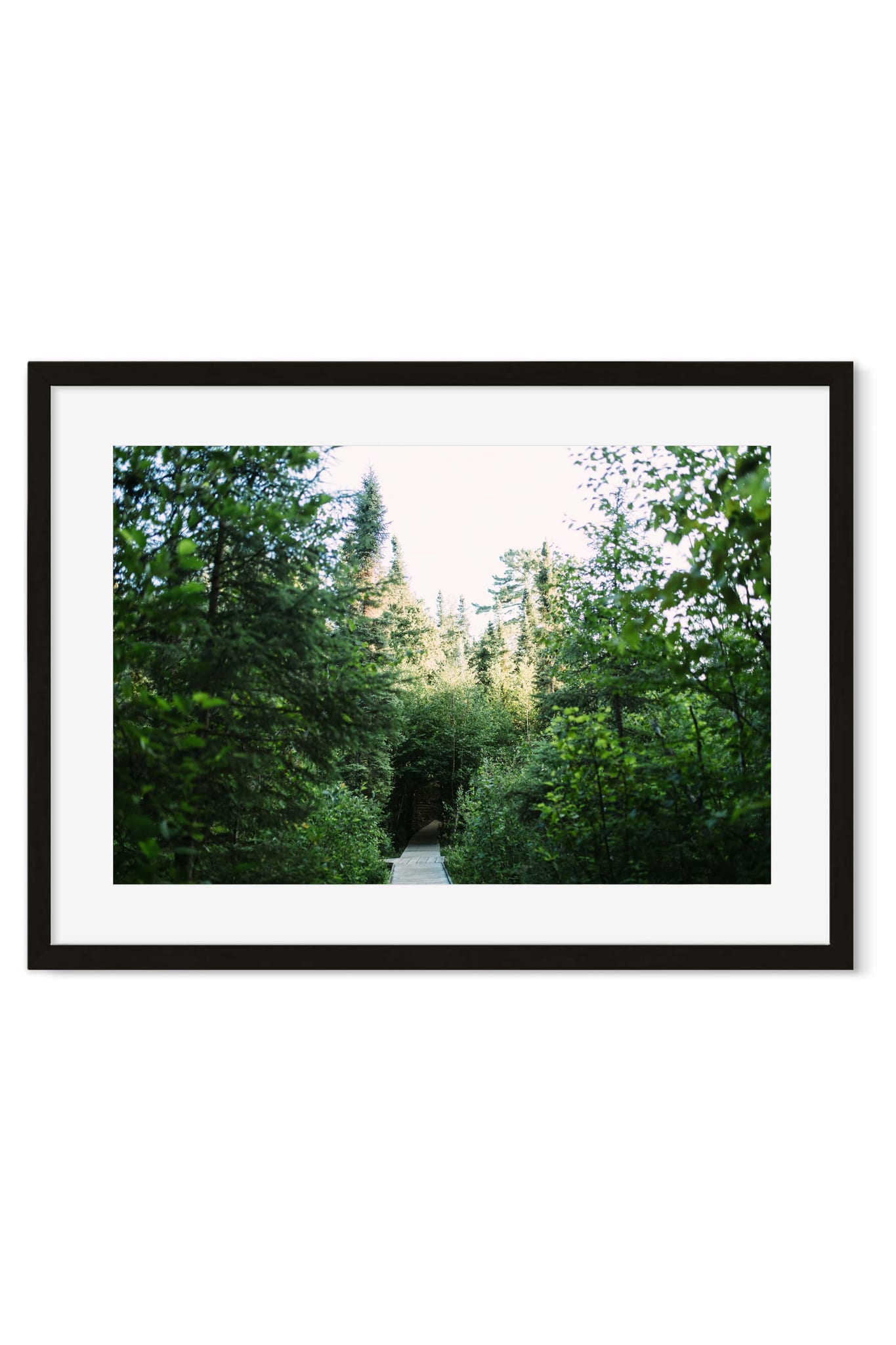 Framed poster of a wooden boardwalk path through a dense green forest