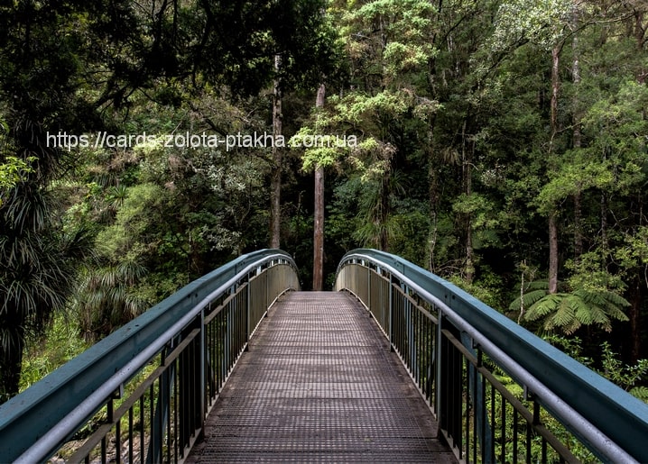 Stahlblaue Fußgängerbrücke über einen grünen Waldweg mit Farnen und hohen Bäumen.