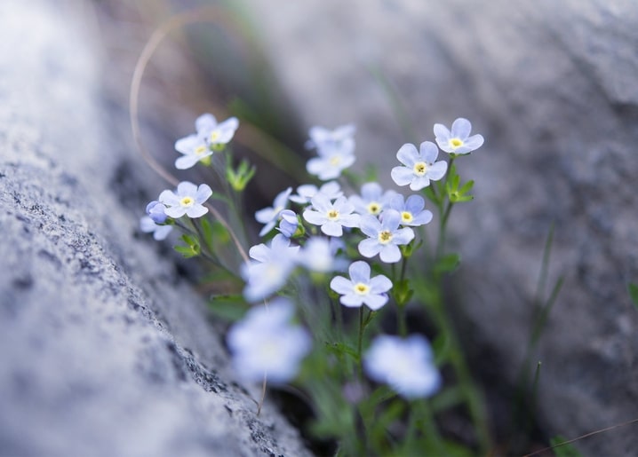 Nahaufnahme von blassblauen Vergissmeinnicht-Blüten in einer Felsspalte