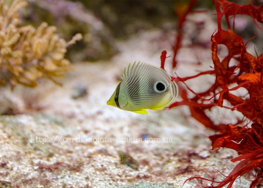 Vieraugen-Falterfisch neben roter Alge mit falschem Augenfleck am Schwanz