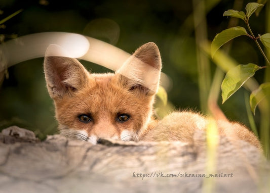 Rotfuchsjunges lehnt das Kinn auf einen Baumstamm und lugt zwischen grünen Blättern hervor