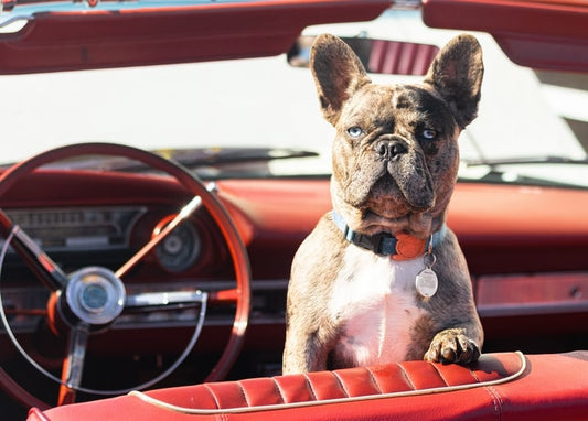 Französische Bulldogge mit blauen Augen in einem roten Oldtimer-Cabrio
