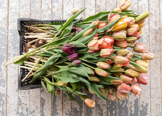 Draufsicht auf frisch geschnittene Tulpen mit Wurzeln in einer schwarzen Kiste