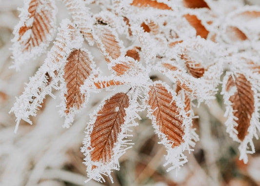 Close-up of frost-covered orange autumn leaves