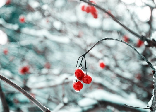 Close-up of ice-glazed red berries on a snow-dusted branch