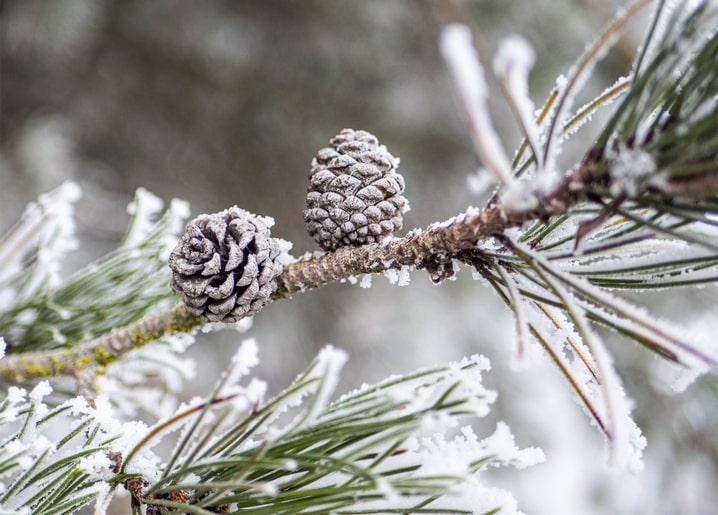 Two frost-covered pine cones on a snowy pine branch