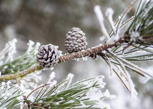 Two frost-covered pine cones on a snowy pine branch