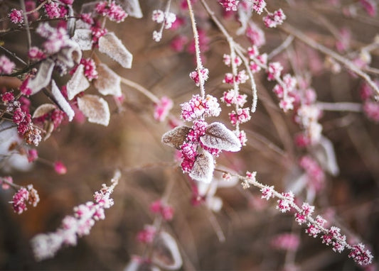 Close-up of frost-covered pink blossoms on a bare winter branch.