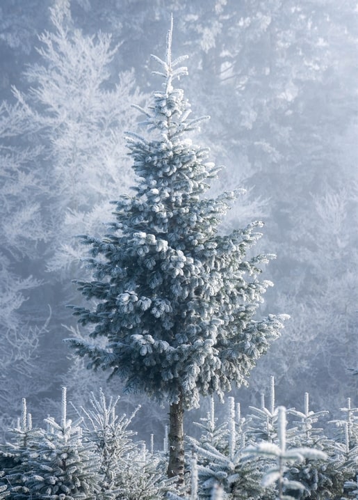 Raureifbedeckte Tanne vor einem nebligen, frostüberzogenen Winterwald