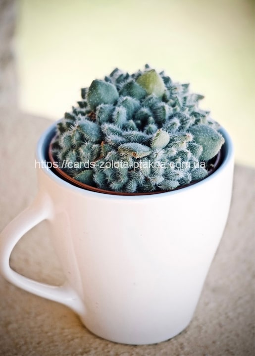 Flauschiger Kaktus mit silbrigen Stacheln in weißer Tasse auf einer Steinfläche