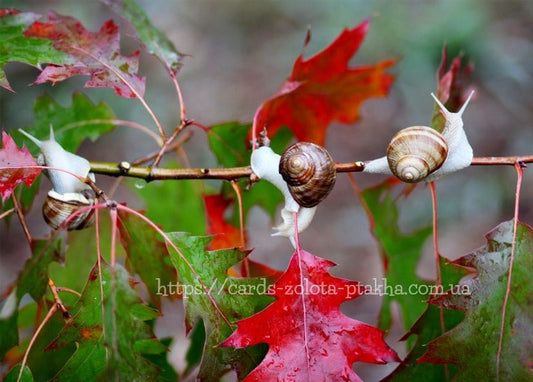 Three garden snails crawling along a branch among red and green autumn oak leaves