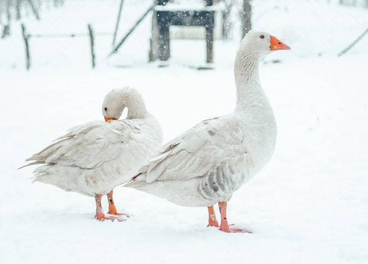 Zwei Gänse stehen im Schnee, eine putzt sich das Gefieder
