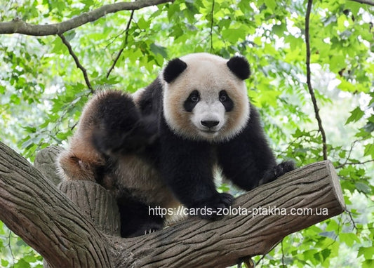 Zwei Große Pandas auf einem Ast zwischen frischem grünem Laub
