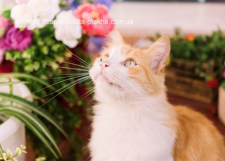 Rot-weiße Katze blickt zwischen rosa und weißen Blüten nach oben