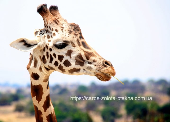 Nahaufnahme eines Giraffenkopfs mit einem Zweig im Maul