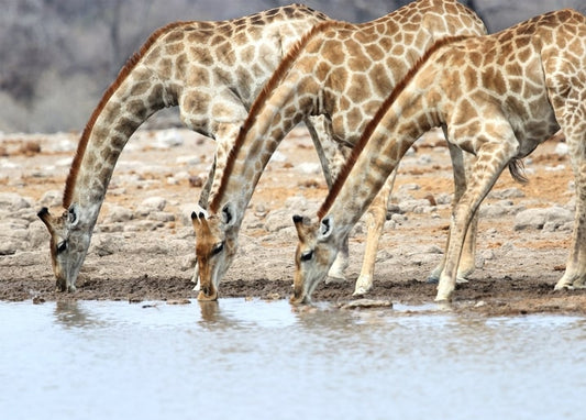 Drei Giraffen beugen sich zum Trinken an einem Wasserloch