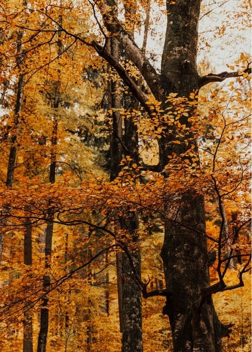 Gold and amber autumn leaves surrounding dark tree trunks in a forest