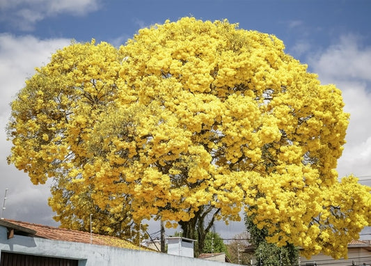 A large tree in full golden-yellow bloom towering over rooftops against a blue sky
