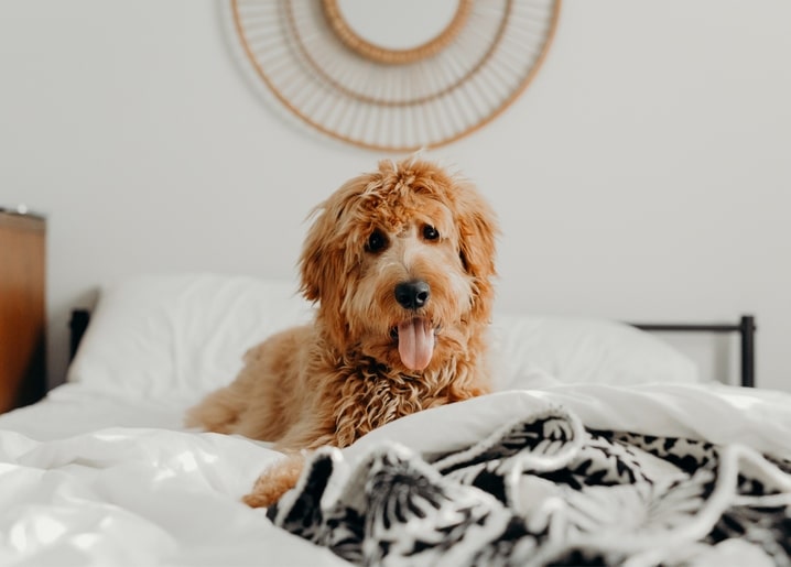 Lockiger Hund sitzt auf dem Bett mit schwarz-weißer Decke