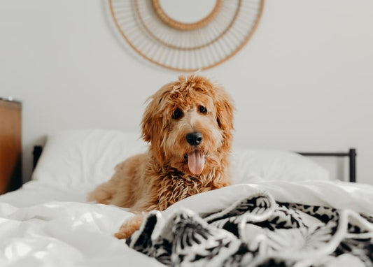 Lockiger Hund sitzt auf dem Bett mit schwarz-weißer Decke
