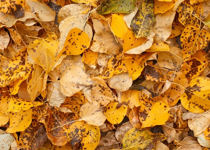 Close-up carpet of fallen golden autumn leaves speckled with dark spots