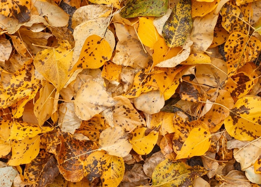 Close-up carpet of fallen golden autumn leaves speckled with dark spots