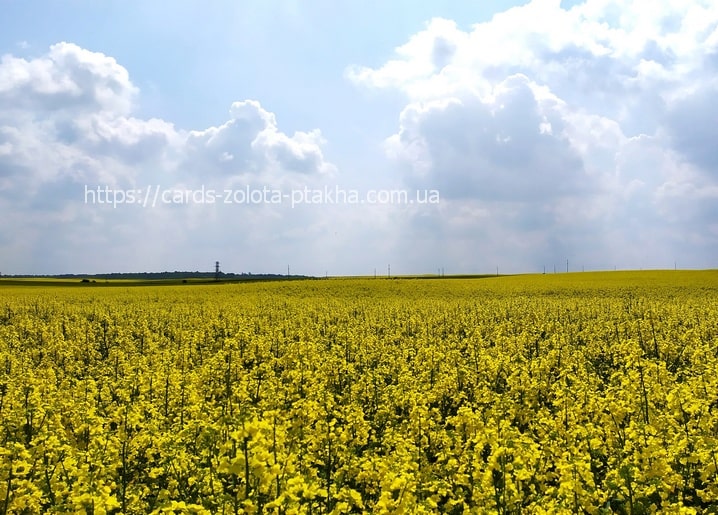 Безкрає золотисте поле ріпаку під синім небом з хмарами біля Радехова