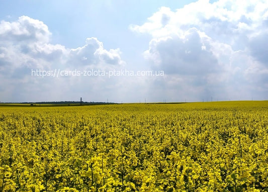 Безкрає золотисте поле ріпаку під синім небом з хмарами біля Радехова