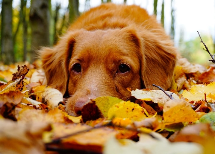 Цуценя золотистого ретривера з носом в опалому листі, визирають темні очі