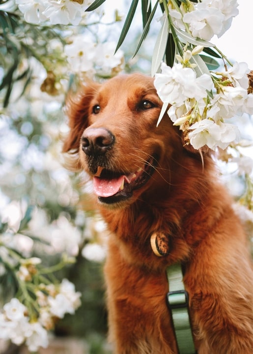 Close-up photo of a golden retriever's face surrounded by white spring blossoms