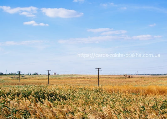 Golden wheat field with power line poles under a blue sky in the Ukrainian steppe
