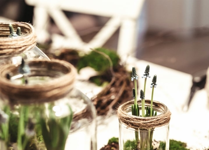 Grape hyacinths sprouting in small glass jars wrapped with twine on a sunlit table