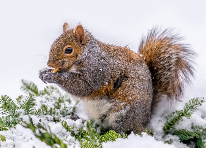 Eichhörnchen knabbert an einem Samen auf schneebedeckten Kiefernzweigen