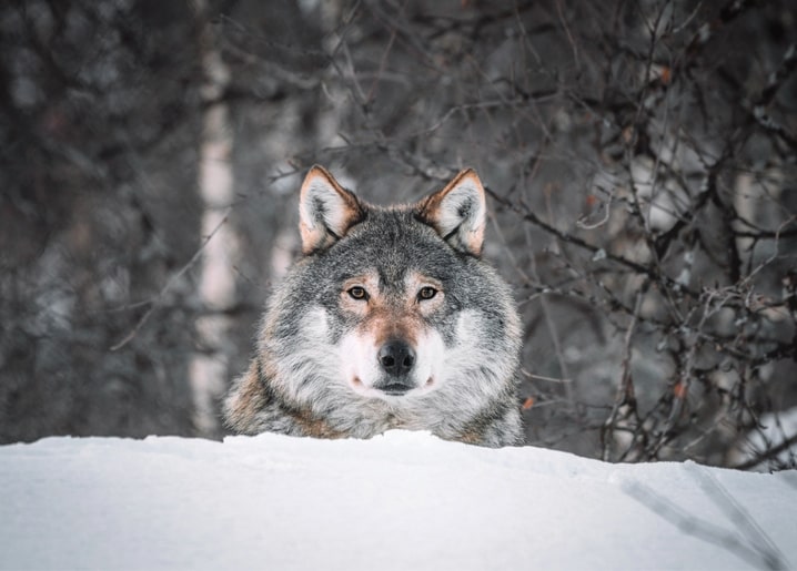 Gray wolf peeking over a snowbank in a winter forest