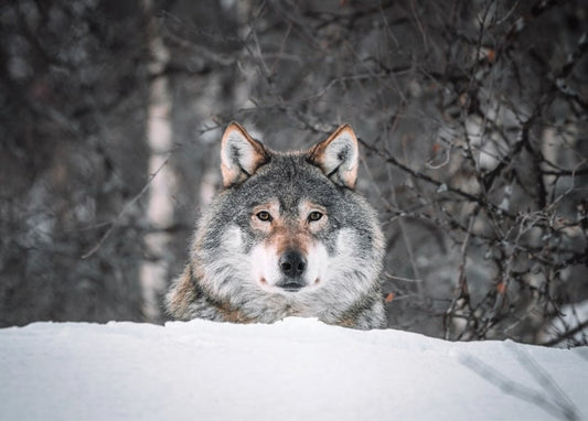 Gray wolf peeking over a snowbank in a winter forest