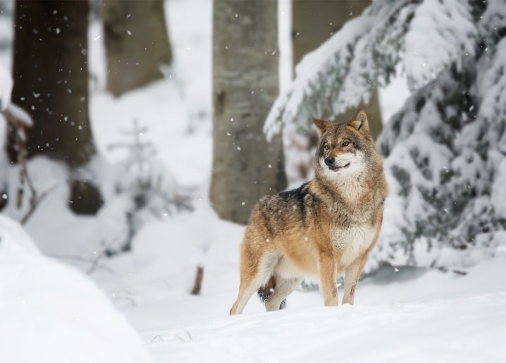 Gray wolf standing in a snowy forest as snow falls
