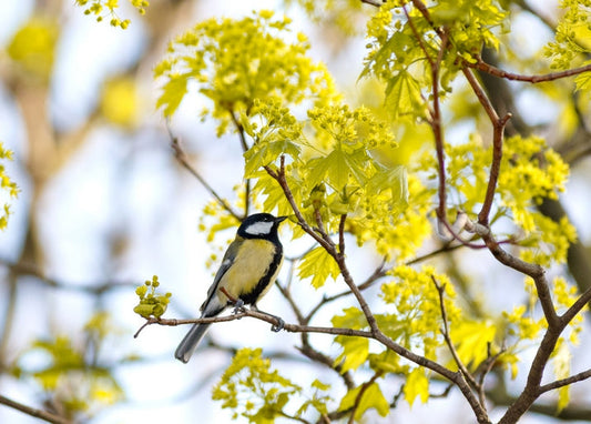 Great tit perched on a maple branch with yellow spring blossoms