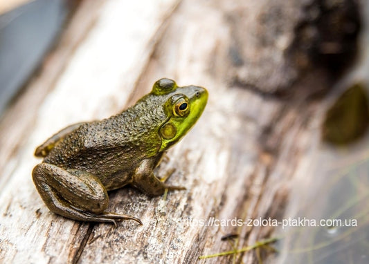 Grüner Frosch mit goldenem Auge sitzt auf einem verwitterten Baumstamm