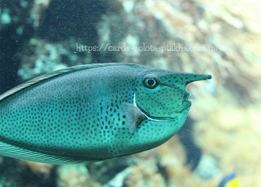 Grüner gepunkteter Fisch mit spitzer Schnauze in Nahaufnahme