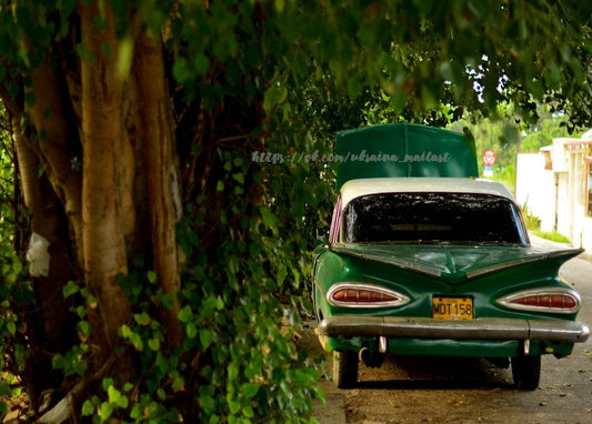 Verwitterter grüner Oldtimer mit offenem Kofferraum unter überhängenden Blättern