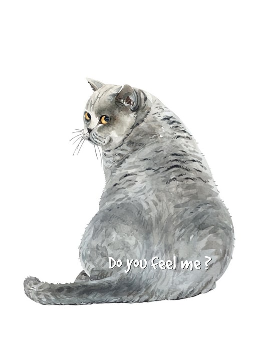 Aquarellbild einer grauen Katze, die über die Schulter blickt, mit Spruch „Do You Feel Me?“
