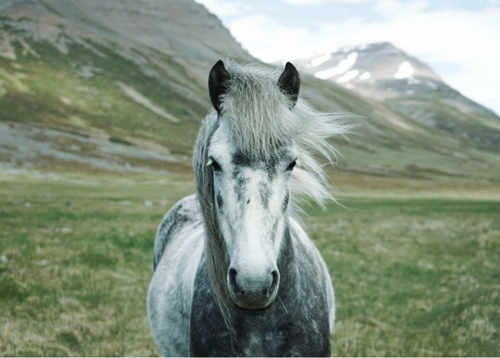 Shaggy grey horse with windswept mane standing in a green mountain valley