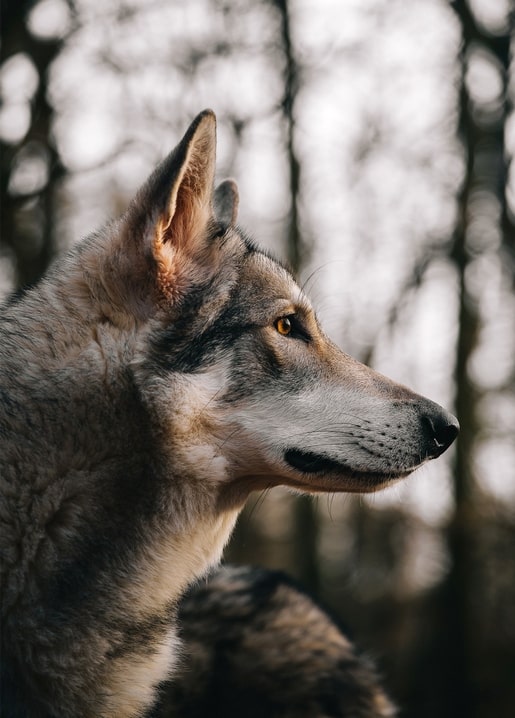 Nahaufnahme eines grauen Wolfs im Profil vor unscharfem Waldhintergrund