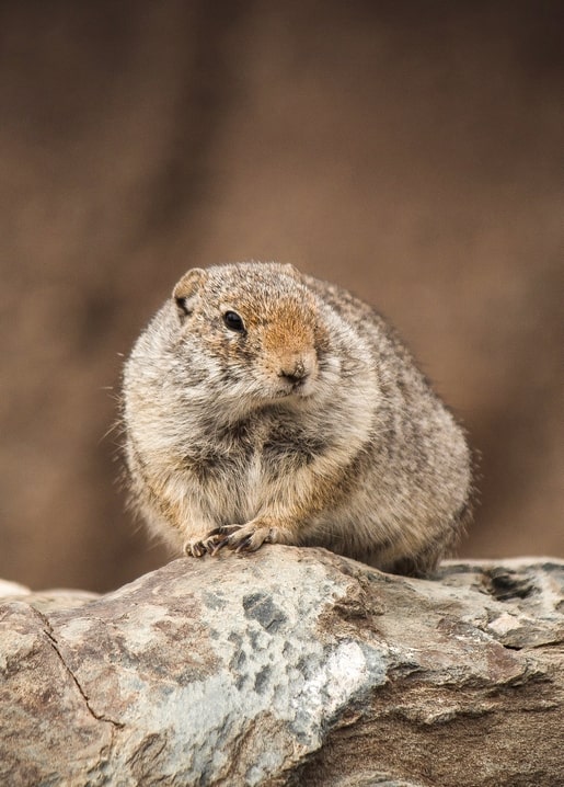 Rundliches Ziesel sitzt mit zusammengelegten Pfötchen auf einem Stein