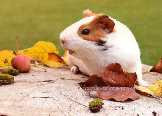 Bicolor guinea pig sitting on a wood stump with autumn leaves, a red apple, and moss