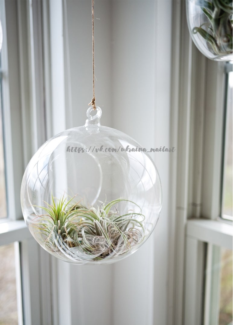 Hängende Glaskugel-Terrarium mit Tillandsien am Fenster