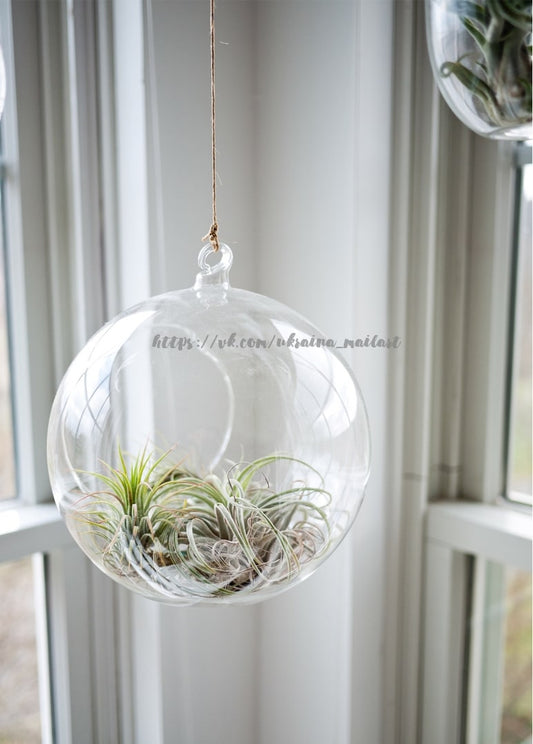 Hängende Glaskugel-Terrarium mit Tillandsien am Fenster