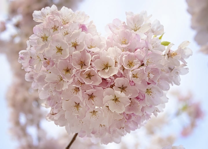 Cluster of pale pink cherry blossoms forming a natural heart shape against the sky